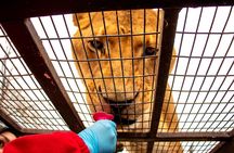 Safari Park, Wild Experience