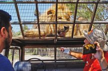 Safari Park, Wild Experience
