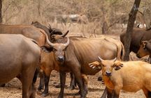 Half Day Tour :Bandia Animals Reserve