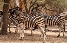 Half Day Tour :Bandia Animals Reserve