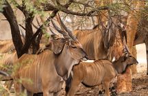 Half Day Tour :Bandia Animals Reserve