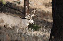 Full Day Tour in Rocky Mountain National Park Lunch Included