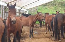 Horseback Riding in Medellin mountains
