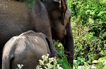 Udawalawe National Park | 4 Hours Private Safari Tour