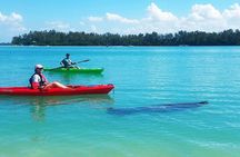 Kayaking with coastal wildlife in Sarasota Bay