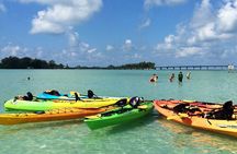 Kayaking with coastal wildlife in Sarasota Bay