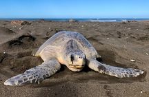 Turtle Nesting Tour