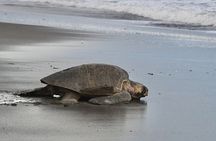 Turtle Nesting Tour