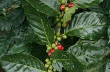 Costa Rican Coffee, Chocolate and Sugar Cane Activity