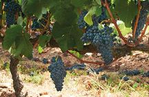 Savor Montevideo: Private Wine Experience for Cruise Passengers