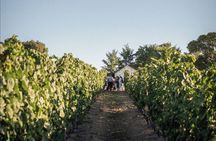 Savor Montevideo: Private Wine Experience for Cruise Passengers