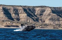 Peninsula Valdés - EARLY BOOKING -20 OFF - for Cruise Passengers