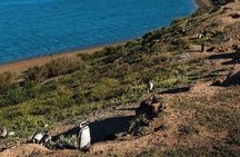 Peninsula Valdés - EARLY BOOKING -20 OFF - for Cruise Passengers