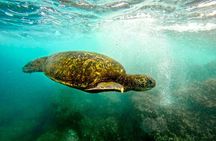 San Juan Guided Turtle Snorkel Tour and Complimentary Videos