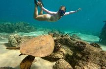 San Juan Guided Turtle Snorkel Tour and Complimentary Videos