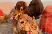 Marrakech: Quad & Camel Ride with Sunset, Dinner & Show