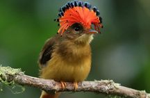 Birdwatching, Atlantic Rainforest Hike, São Paulo Ecotourism