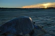 Turtle Night Patrol a Conservation Adventure in Los Cabos