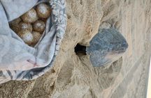 Turtle Night Patrol a Conservation Adventure in Los Cabos