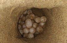 Turtle Night Patrol a Conservation Adventure in Los Cabos