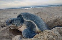 Turtle Night Patrol a Conservation Adventure in Los Cabos