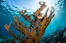 Cancun 6 in 1 Snorkeling Tour: MUSA, Shipwreck, Reefs & Cenotes