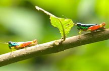 Manuel Antonio Park Guided Tour - Admission Ticket Included