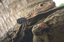 Manuel Antonio Park Guided Tour - Admission Ticket Included