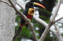 Guided tour in Carara National Park