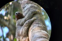 Guided tour in Carara National Park