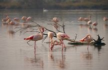 Tour To Lake Nakuru Park with Optional boat ride on Lake Naivasha