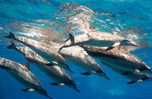 Private Speedboat Dolphin House Snorkeling & Water Sport–Hurghada