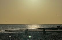 Saving Animals Tour in La Guajira (4 days / 3 nights)