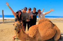 Los Cabos 3 in 1 Adventure: Camel Ride, Lunch and Arch Boat Tour