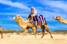 Los Cabos 3 in 1 Adventure: Camel Ride, Lunch and Arch Boat Tour