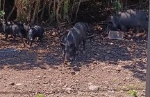 Private Shore Excursion Hilo Land of Frozen Fire up to 14
