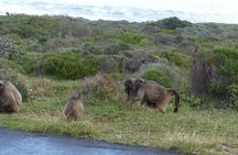  Cape of good hope and penguins small group Tours