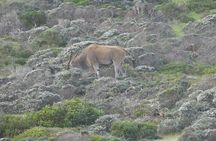  Cape of good hope and penguins small group Tours