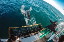 Shark Cage Diving with transport from Cape Town
