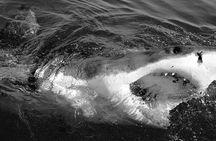 Shark Cage Diving with transport from Cape Town