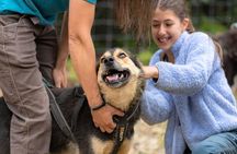 1 Hour Fall Sled Dog Experience in Two Rivers