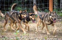 1 Hour Fall Sled Dog Experience in Two Rivers