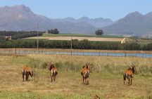 Table Mountain, stellenbosch wine experiences and lions, Park
