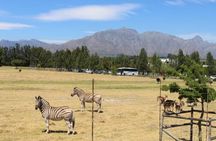 Table Mountain, stellenbosch wine experiences and lions, Park
