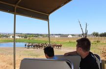 Table Mountain, stellenbosch wine experiences and lions, Park