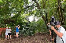  Sloth Discovery Tour in La Fortuna Wildlife