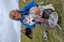  Dog Sledding and Mushing Experience by Siberian Husky in Iceland