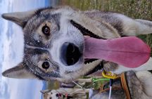  Dog Sledding and Mushing Experience by Siberian Husky in Iceland