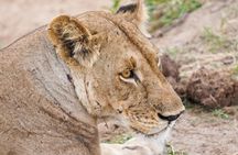 From Zanzibar: Mikumi Safari Day Trip with Flights and Meal