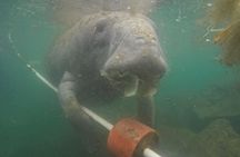 Swim with Manatees Crystal River FL FREE PHOTOS & INWATER GUIDE 